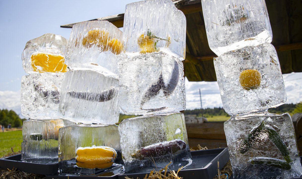 ERILINE JÄÄ: Lisanditega jääkuubikud (miks mitte just kokteili sisse lisamiseks) Koppelmaa Toidufestivalil. 