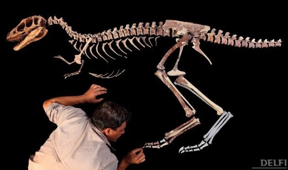 Türannosauruse väikese sugulase sekelett. Foto: Mike Hettwer, AFP