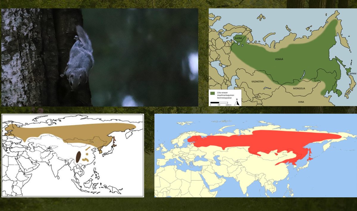 Lendorava levikuala kaardid erinevates allikates: paremal ülal Metsähallitus; paremal all Wikipedia; vasakul all lennuvõimeliste loomade veebsait myym.ru.