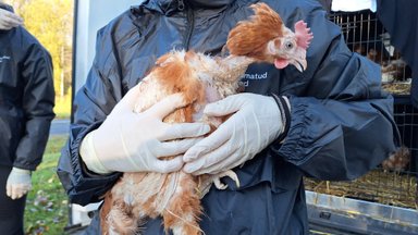 Сверхсекретная операция в Валгамаа: несколько сотен кур, направленных на убой, сегодня утром получили новую жизнь