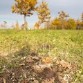 Tartu tammikust Andrus Ansipi istutatud puu maha raiunud pätti pole leitud
