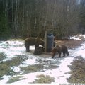 Sombused ilmad on talveunest äratanud Jõgevamaa karud 