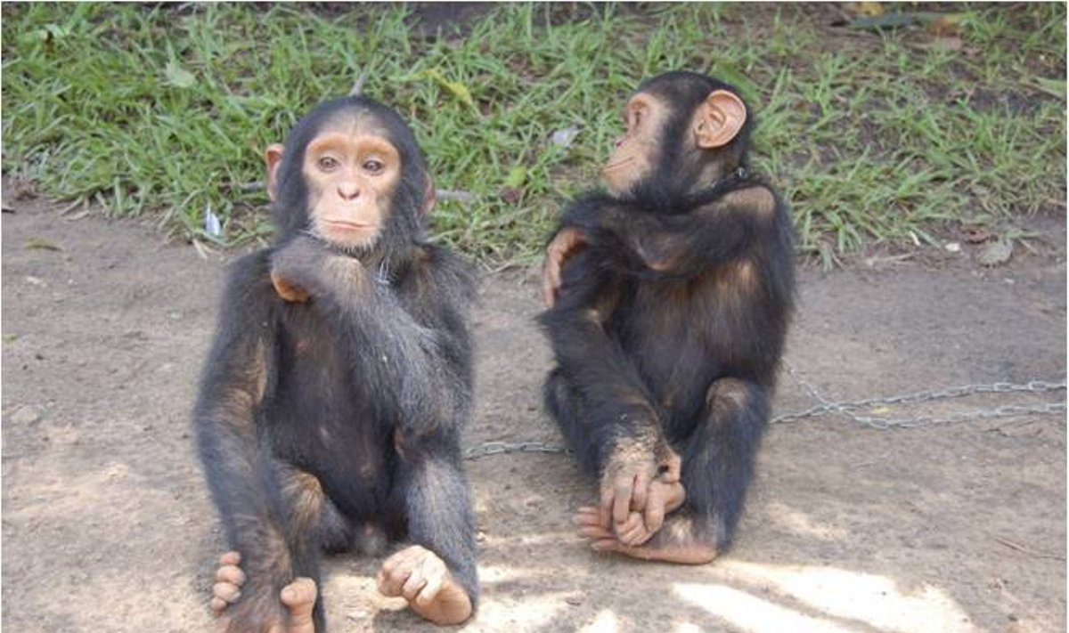 Šimpansid