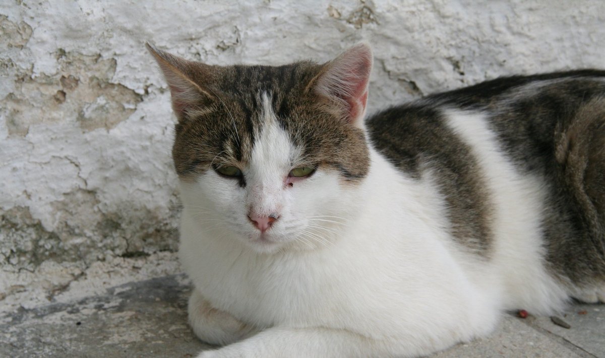 Kass Kosi saarel Kreekas.