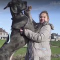 SAA TUTTAVAKS | Suurbritannia suurim koer Freddy on üle kahe meetri pikk