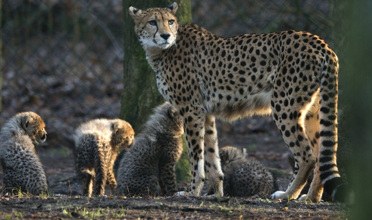 Gepardiema poegadega Arnhemi loomaaias. 