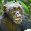 Aafrika ahvide hulgas levib hirmutav pidalitõve puhang