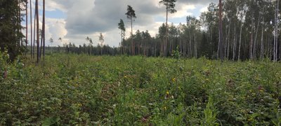 Kuusega uuendatud raielank ootab kultuurihooldust.