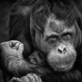VIDEO | Katsest selgub, et šimpansid on kivi-paber-käärid mängus palju osavamad kui väikesed lapsed