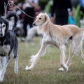 Osta ära, puhas tõug! Kuivõrd puhast verd on tõukoerte pähe müüdavad koerad, kel puuduvad paberid?