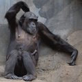 ŠOKEERIV VIDEO: Hiina loomaaias mõnitasid turistid nukralt sigaretti kimuvat šimpansit