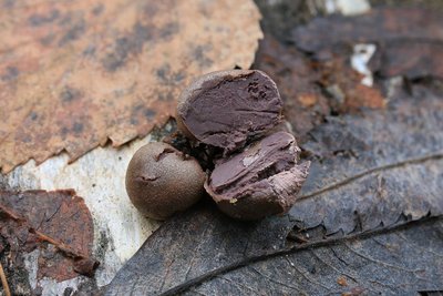 Siin meenutab hundipiim šokolaadiga täidetud trühvlit. Õige varsti see pruun eosemass kuivab ja eosed lendavad tuulega minema. 