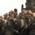 "Планета обезьян" в реальности: тысячи обезьян захватили город