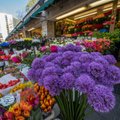 Цветочный рынок на улице Виру в Таллинне станет привлекательнее