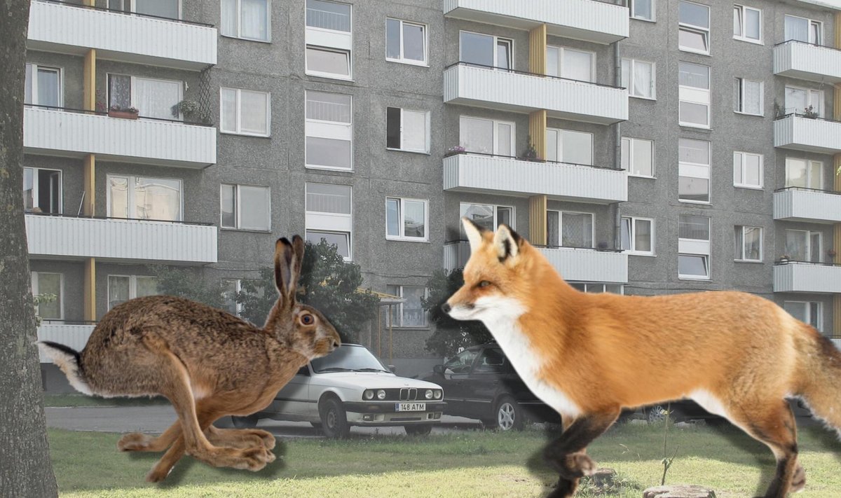 Дикие животные в городе. Почему в Таллинне все чаще можно встретить лису  или зайца? - Delfi RUS