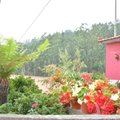 MAALEHT MADEIRAL: Aiandus Funchalis – aiamaad ja banaaniistandus hotellide vahel