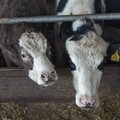 LANGUSTREND JÄTKUB: Eesti sigade ja piimalehmade arv kahaneb