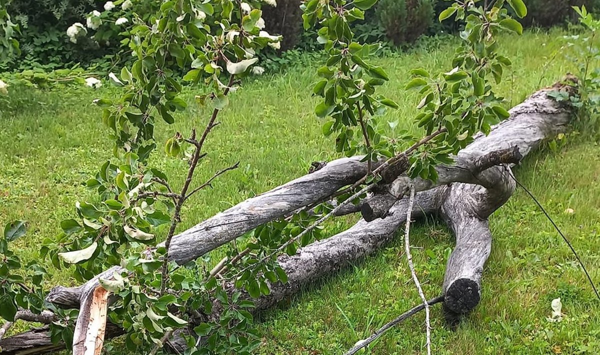 Aneti õunapuu murdus täies pikkuses maha.