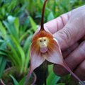 Dracula simia - ahvinäoline orhidee Lõuna-Ameerika mägedest.