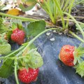 Tartumaal on esimesed maasikad punased