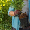 НА ЗАМЕТКУ | Можно ли елку посадить дома в горшок