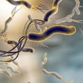 Ilusa nimega kuri bakter – mida pead teadma maovähki tekitavast helikobakterist?