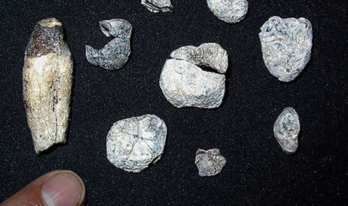 Etioopiast leitud 10 miljonit aastat vanad Chororapithecus abyssinicuse hambad. 