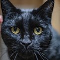 Teeme selgeks: miks muutuvad kasside pupillid vertikaalseks?