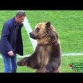 ВИДЕО: Британцы в шоке! Медведь открыл матч чемпионата России