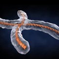 X-kromosoomi salajane elu