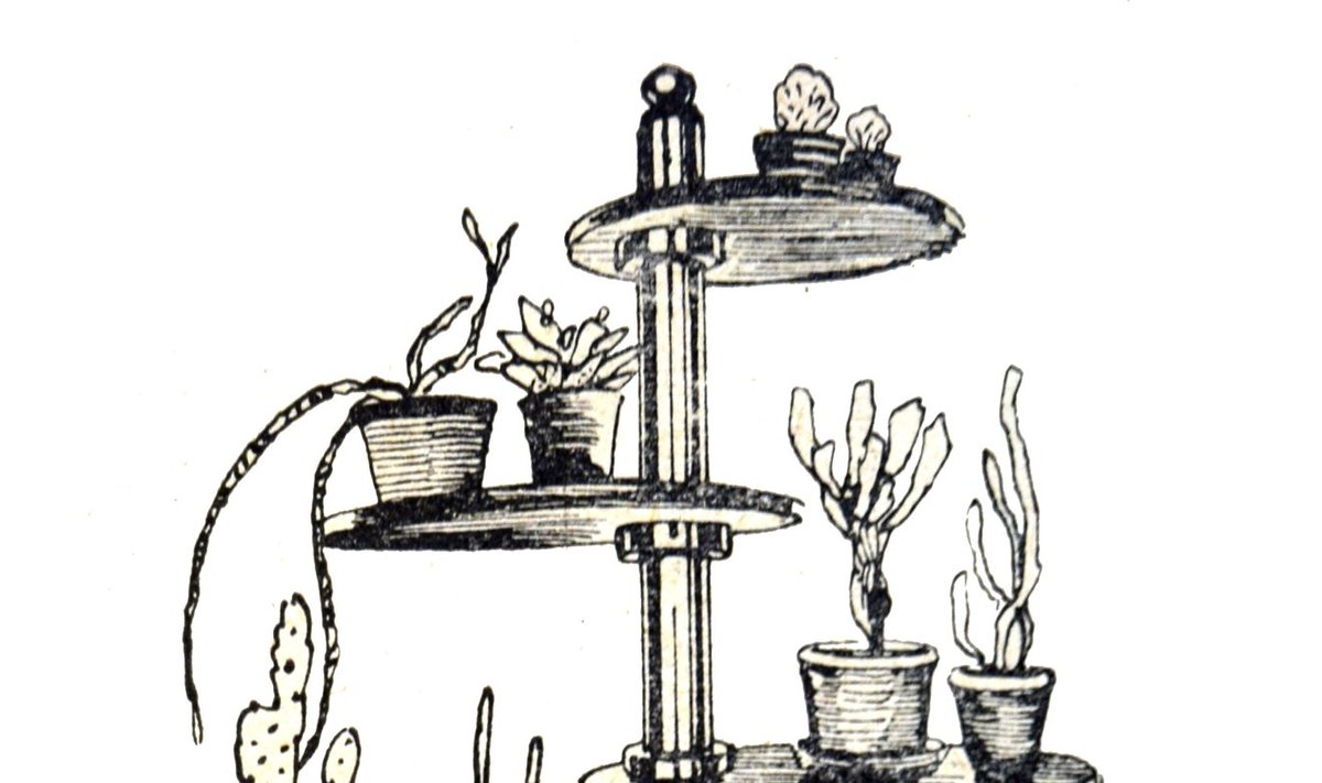 Kaktuste järi lubab pöörata taimi päikese poole (1934).