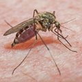 Много ли комаров будет этим летом в Эстонии? Отвечает ученый  