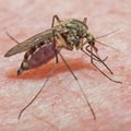 Peruus on Zika viiruse kiire leviku tõttu eriolukord
