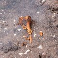 FOTOD | Saaremaal leiti väikesadamast naise ja lapse skeletid