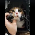VIDEO | Augustikuus Paides kaduma läinud kassi taaskohtumine oma pererahvaga oli emotsiooniderohke