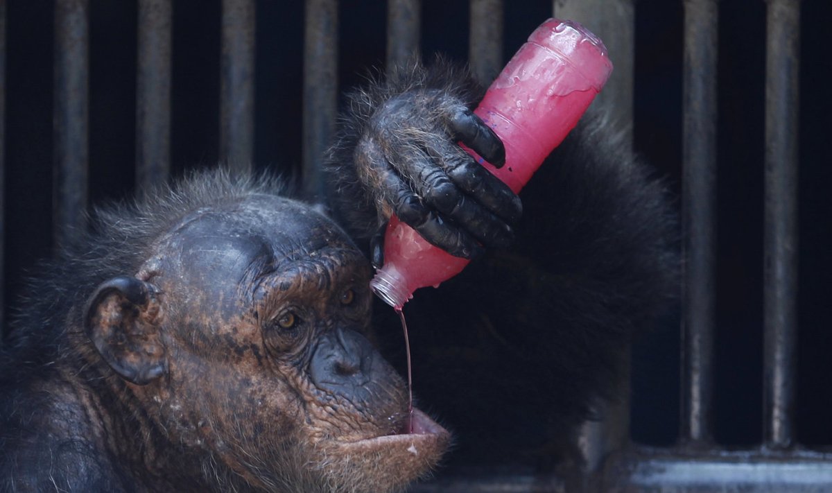 Šimpans palaval päeval Bangkoki loomaaias. 