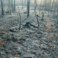 Viljandimaal looduskaitsealal toimunud metsapõleng on kustutatud