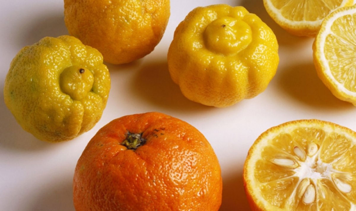 Bergamott koos kibeda apelsini ehk pomerantsiga