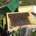 Причиной смерти пчел стало чрезмерное использование пестицидов