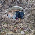 ФОТО | В Пярнумаа бык провалился в колодец. Чтобы его вытащить, понадобился трактор