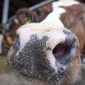 NALJAKAS VIDEO | Auh-auh või hoopis ham-ham? Mis keeles koerad ikkagi hauguvad ja lehmad ammuvad?