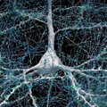 FOTOD | Teadlased lõid kõige detailsema kaardi inimese aju ainest, mis on kunagi loodud