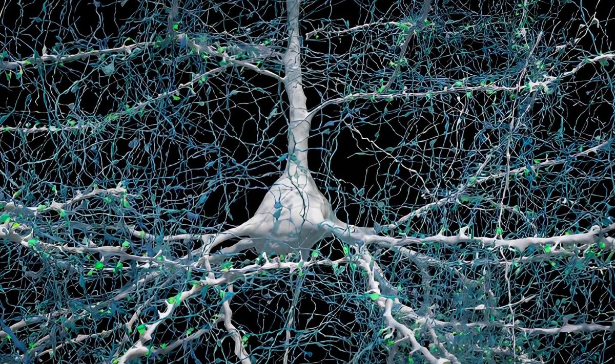 Üks neuron (valge) koos 5600 sellega ühendatud aksoniga (sinine). Sünapsid, mis neid ühendusi moodustavad, on näidatud rohelisega. 