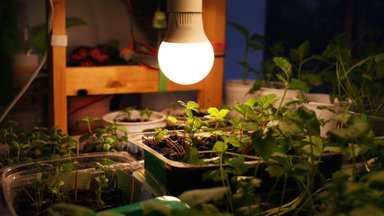 Lisavalgusega kasvavad tugevamad taimed: kuidas leida sobiv taimelamp?