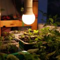 Lisavalgusega kasvavad tugevamad taimed: kuidas leida sobiv taimelamp?