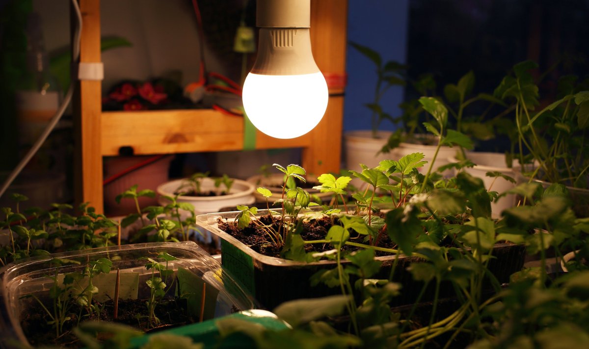 Taimelambid aitavad korvata liiga lühikesest päevast tingitud valgusepuudust.
