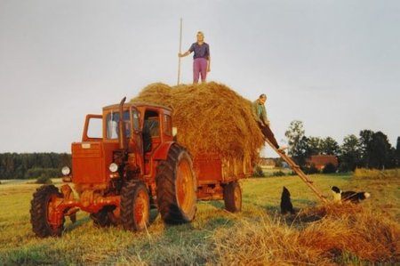 1993 tehti talus veel heina. Kuna endal loomi polnud, läks hein toona veel eksisteerinud suurfarmi lehmadele. Koorma otsas on Raua talu perenaine Maie Tõrra, redelil pere vanem tütar Margit Tõrra. All jälgivad heinalisi talukoerad Täpi ja Kuti.