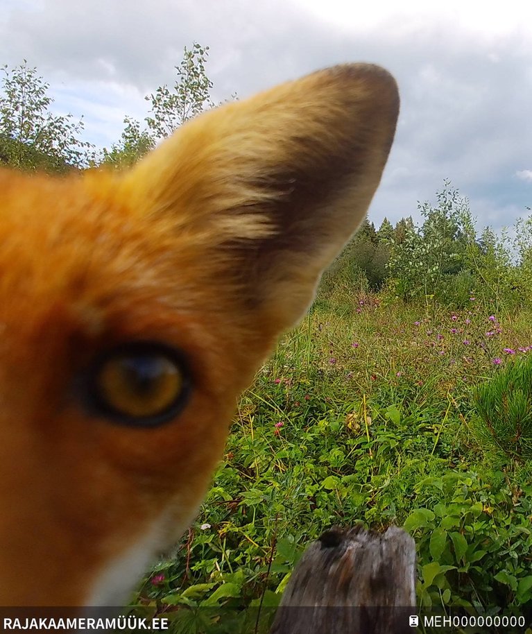 Uudishimulik rebane Kolu ökodukti rajakaamerat seiramas.