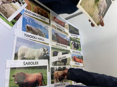 Järvamaa kutsehariduskekus pakkus võimalust veisetõuge tuvastada.