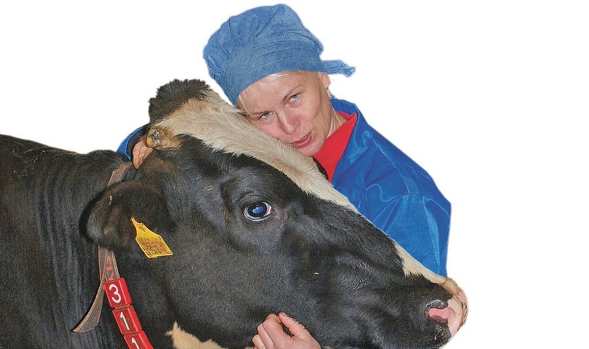 Soome ühistute  liidu Pellervo ase­president Tiina  Linnainmaa talitab  iga päev oma kodutalus 65pealise  piimakarja juures. 